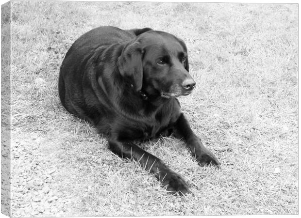 Black Labrador on the grass in Black and white Canvas Print by Fiona Williams
