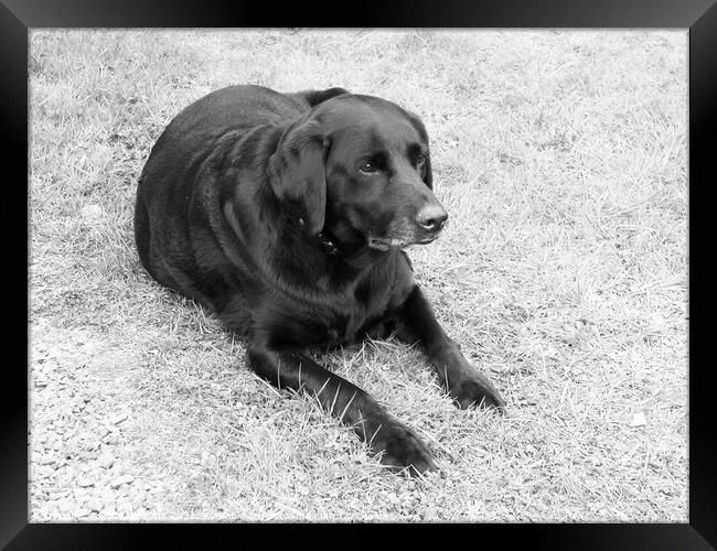 Black Labrador on the grass in Black and white Framed Print by Fiona Williams