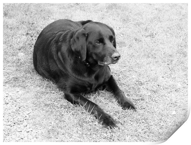 Black Labrador on the grass in Black and white Print by Fiona Williams