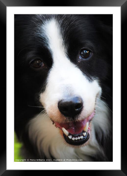 Border Collie working dog Framed Mounted Print by Fiona Williams