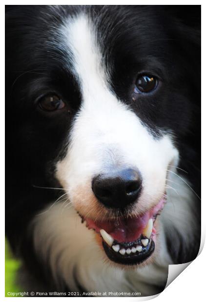 Border Collie working dog Print by Fiona Williams
