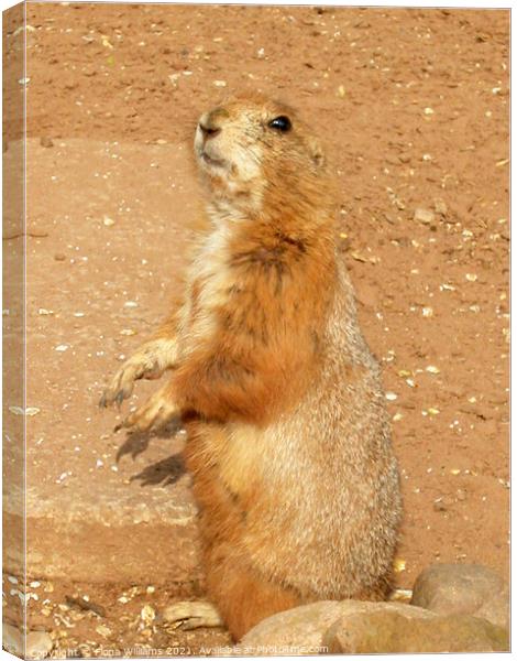Prairie Dog Standing up Canvas Print by Fiona Williams