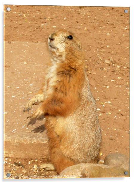 Prairie Dog Standing up Acrylic by Fiona Williams