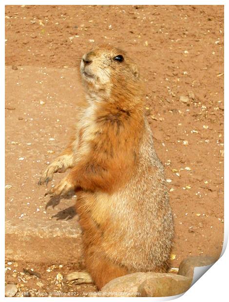 Prairie Dog Standing up Print by Fiona Williams
