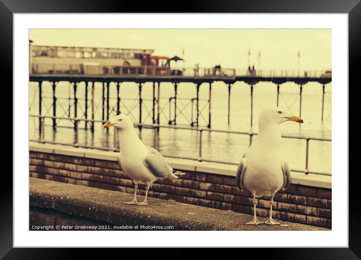 Juxtaposition Seagulls On The Lookout For Food Framed Mounted Print by Peter Greenway