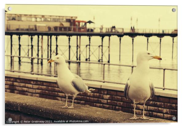 Juxtaposition Seagulls On The Lookout For Food Acrylic by Peter Greenway