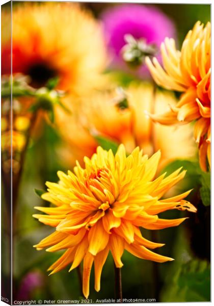 Dahlias In The Borders Of Rousham House Canvas Print by Peter Greenway