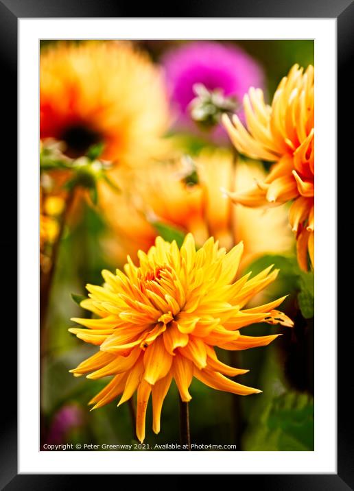 Dahlias In The Borders Of Rousham House Framed Mounted Print by Peter Greenway