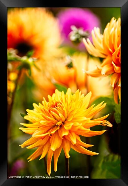 Dahlias In The Borders Of Rousham House Framed Print by Peter Greenway