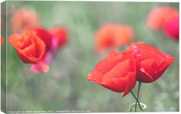 Cotswolds Poppies Canvas Print by Peter Greenway