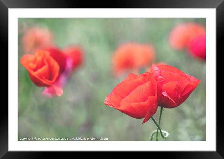 Cotswolds Poppies Framed Mounted Print by Peter Greenway