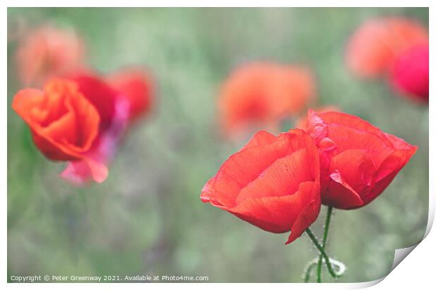 Cotswolds Poppies Print by Peter Greenway