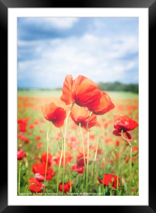 Cotswold Poppies Framed Mounted Print by Peter Greenway