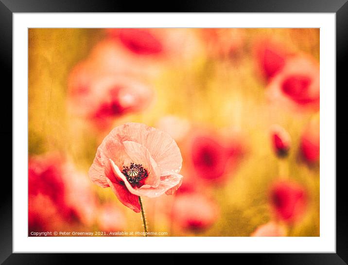 The Dance Of The Poppies Framed Mounted Print by Peter Greenway