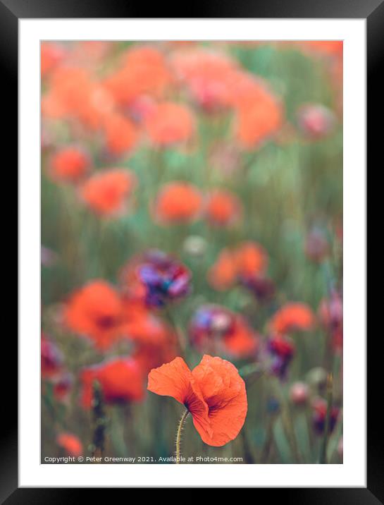 Rural Oxfordshire Poppy Field Framed Mounted Print by Peter Greenway