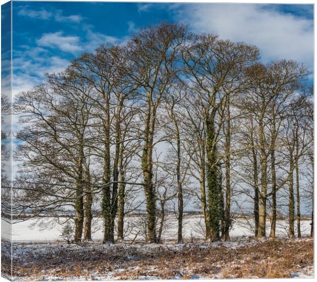Winter Sycamores at Wycliffe Canvas Print by Richard Laidler