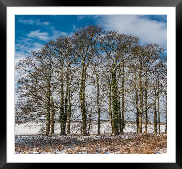 Winter Sycamores at Wycliffe Framed Mounted Print by Richard Laidler