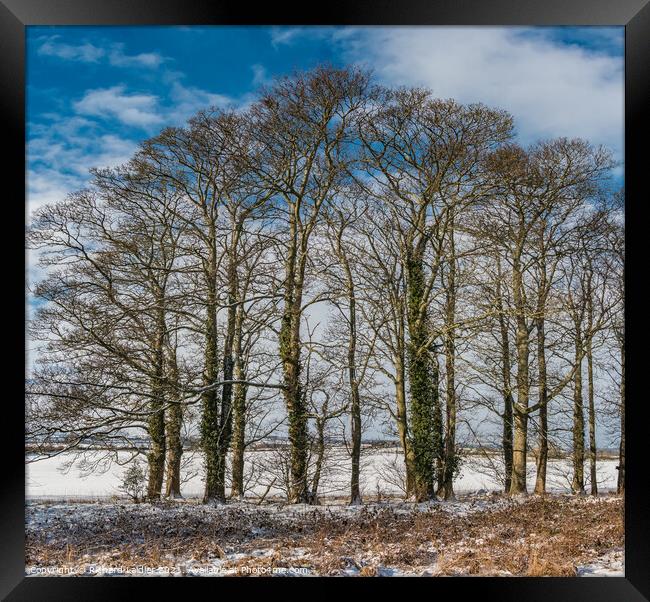 Winter Sycamores at Wycliffe Framed Print by Richard Laidler