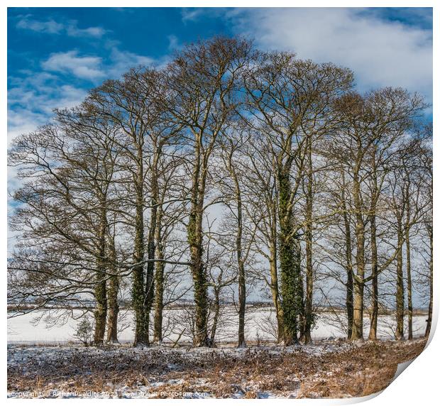 Winter Sycamores at Wycliffe Print by Richard Laidler