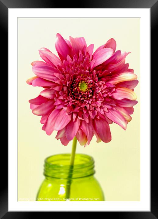 Pink Flower in a Vase Framed Mounted Print by John Chase