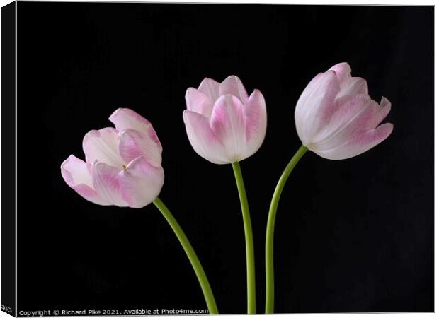 Tulip trio Canvas Print by Richard Pike