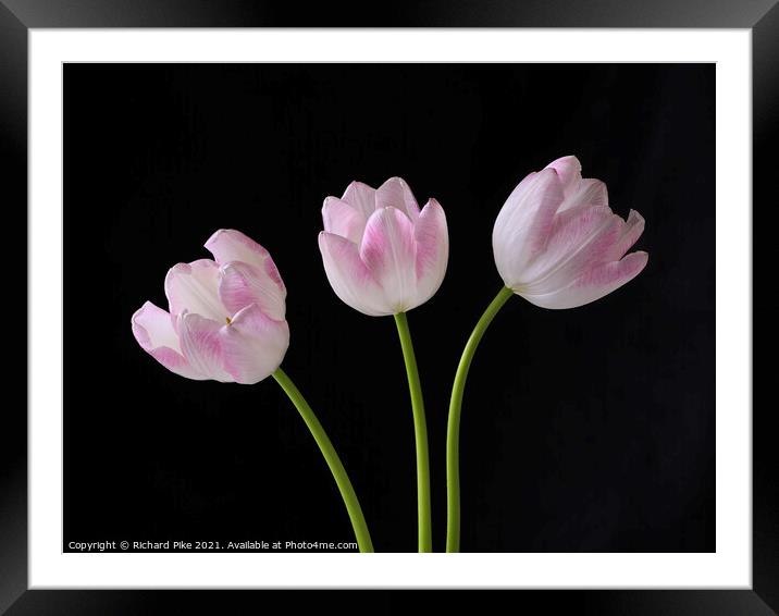 Tulip trio Framed Mounted Print by Richard Pike