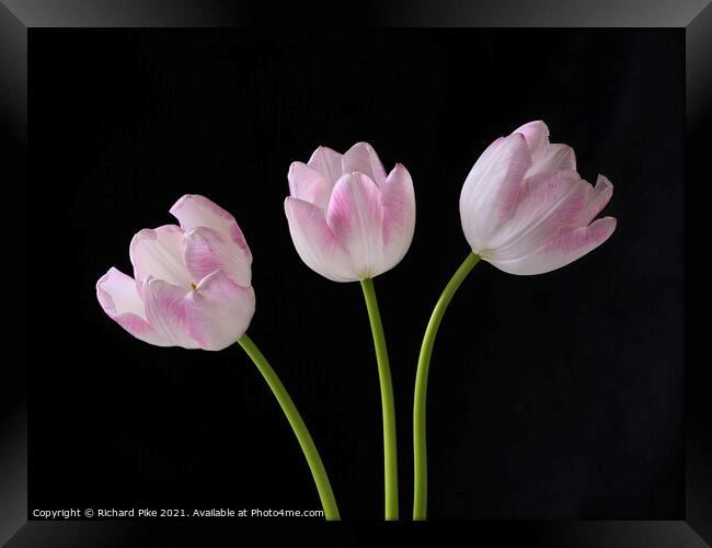 Tulip trio Framed Print by Richard Pike