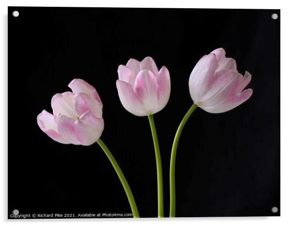 Tulip trio Acrylic by Richard Pike