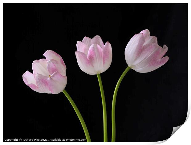Tulip trio Print by Richard Pike