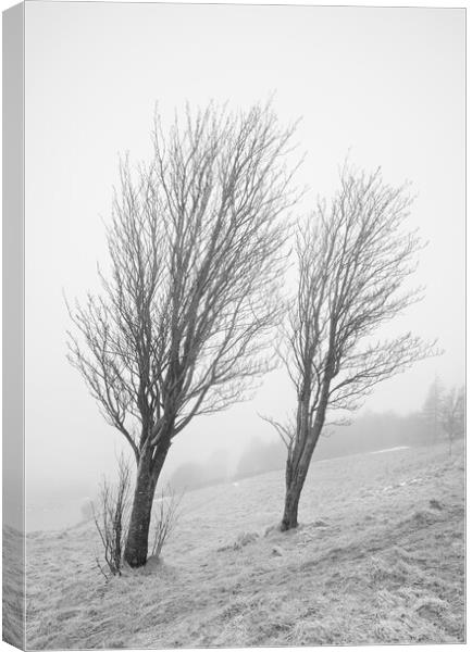 On a misty windy hill Canvas Print by David McCulloch