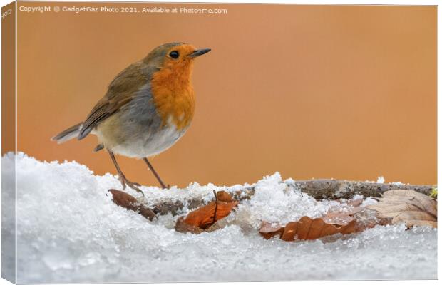 A Robin Redbreast on the snow Canvas Print by GadgetGaz Photo