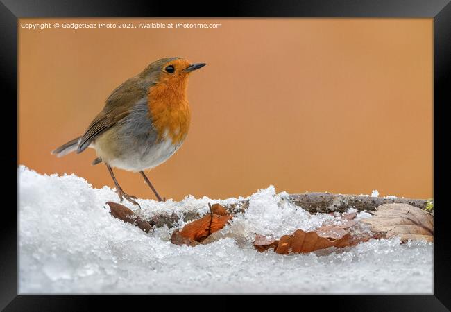 A Robin Redbreast on the snow Framed Print by GadgetGaz Photo