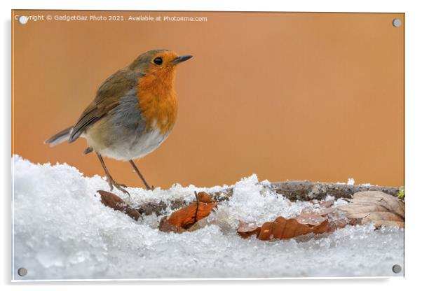 A Robin Redbreast on the snow Acrylic by GadgetGaz Photo
