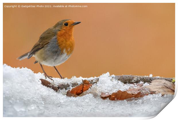 A Robin Redbreast on the snow Print by GadgetGaz Photo