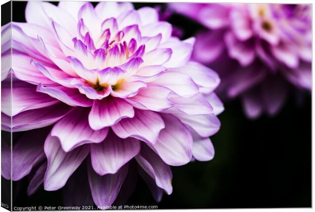 Lilac & Cream Coloured Show Dahlia Flowers Canvas Print by Peter Greenway