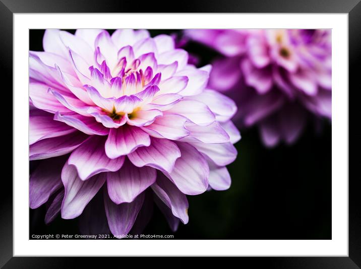 Lilac & Cream Coloured Show Dahlia Flowers Framed Mounted Print by Peter Greenway