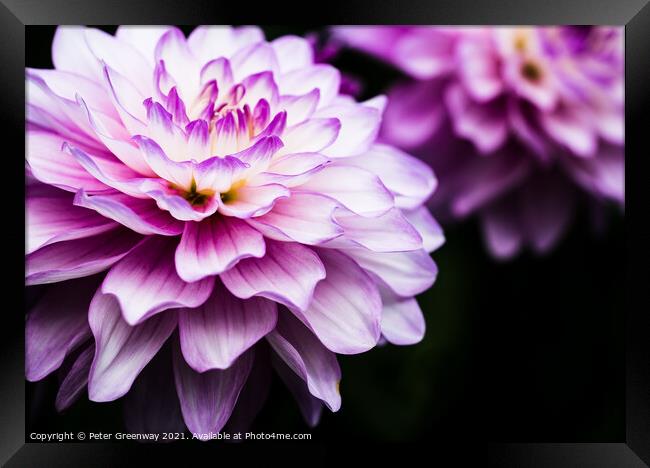 Lilac & Cream Coloured Show Dahlia Flowers Framed Print by Peter Greenway