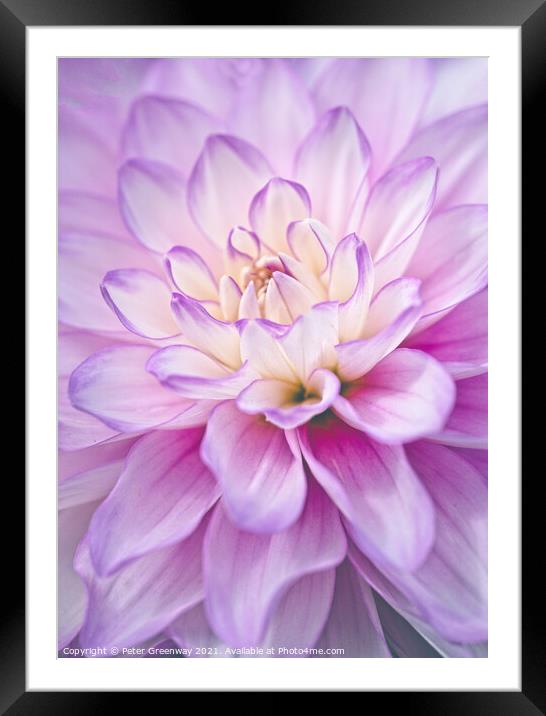 The Heart Of  A Lilac & Cream Dahlia Flower Framed Mounted Print by Peter Greenway