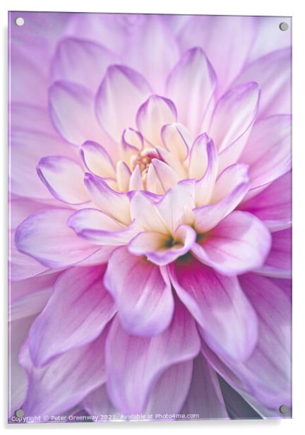 The Heart Of  A Lilac & Cream Dahlia Flower Acrylic by Peter Greenway