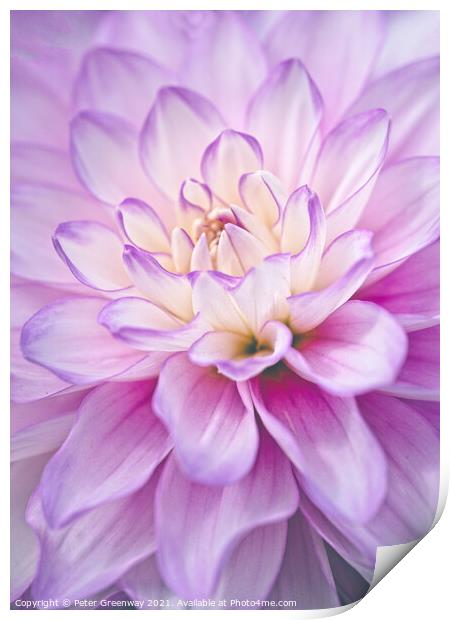 The Heart Of  A Lilac & Cream Dahlia Flower Print by Peter Greenway