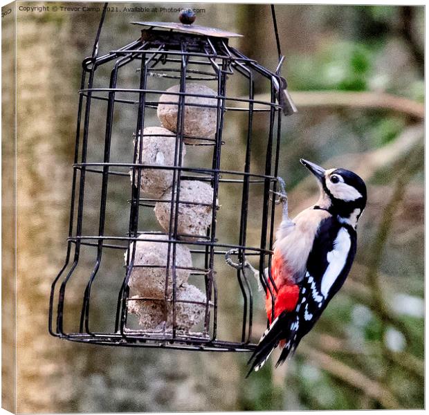 Great Spotted Woodpecker - 01 Canvas Print by Trevor Camp