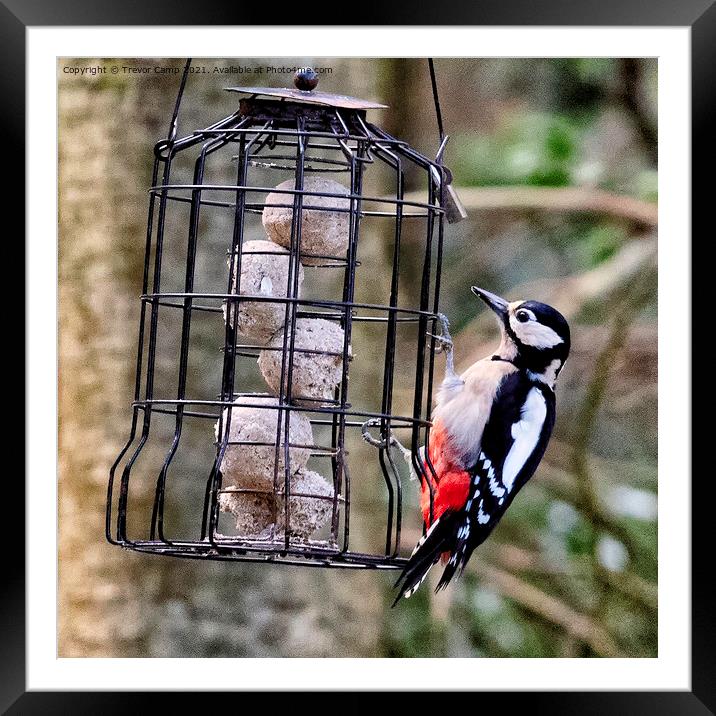 Great Spotted Woodpecker - 01 Framed Mounted Print by Trevor Camp