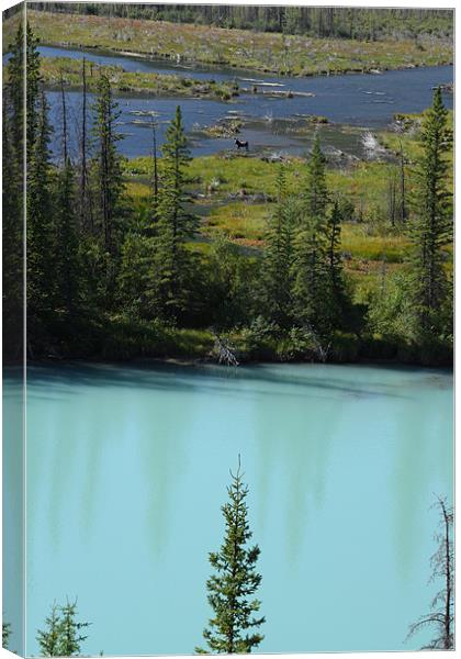 banff national park,canada Canvas Print by milena boeva