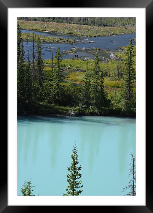 banff national park,canada Framed Mounted Print by milena boeva