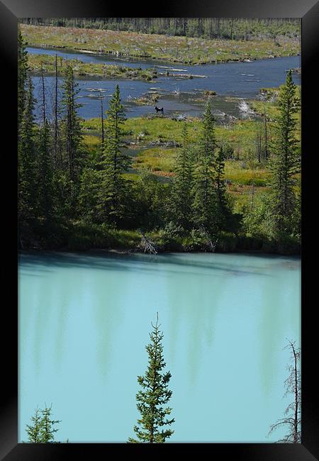 banff national park,canada Framed Print by milena boeva