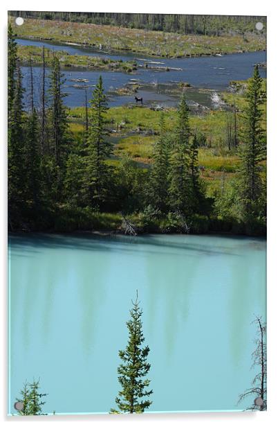 banff national park,canada Acrylic by milena boeva