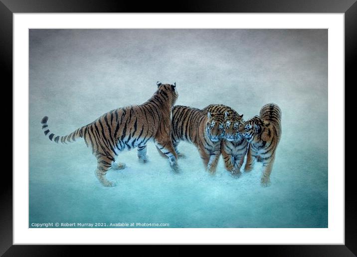Amur Tiger Family Framed Mounted Print by Robert Murray