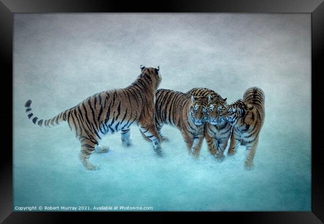 Amur Tiger Family Framed Print by Robert Murray