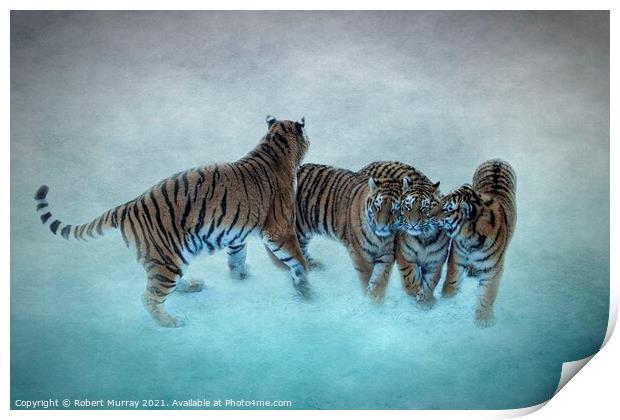 Amur Tiger Family Print by Robert Murray
