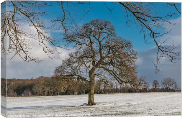 WOW - Winter Oak at Wycliffe Canvas Print by Richard Laidler